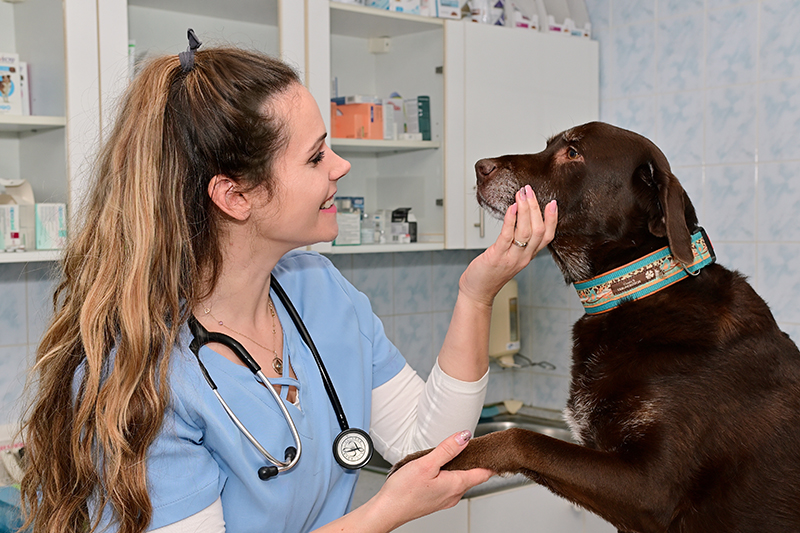 Állatorvosi alapellátás